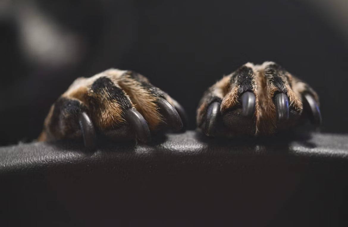 Basic Nail Trim