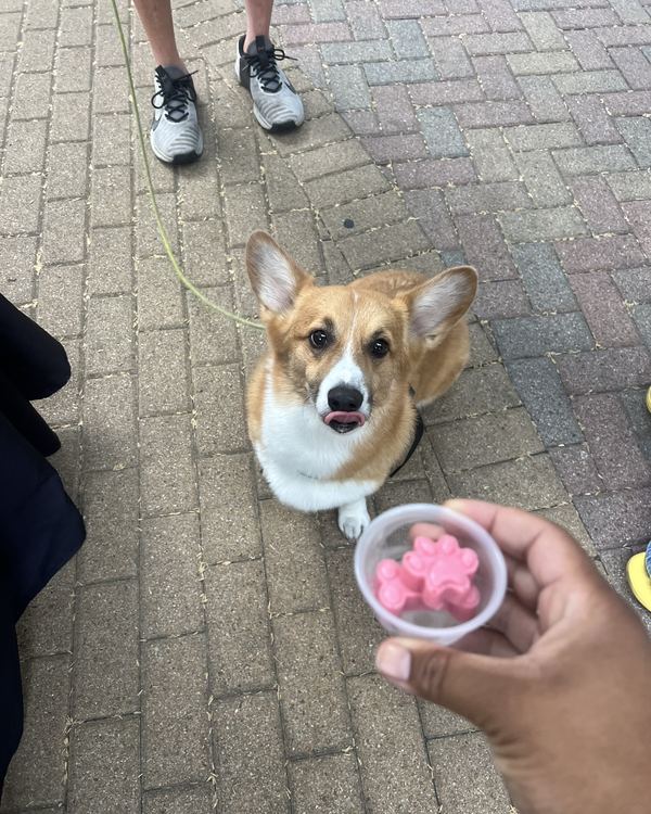 Corgi with a cup of Chill Pops