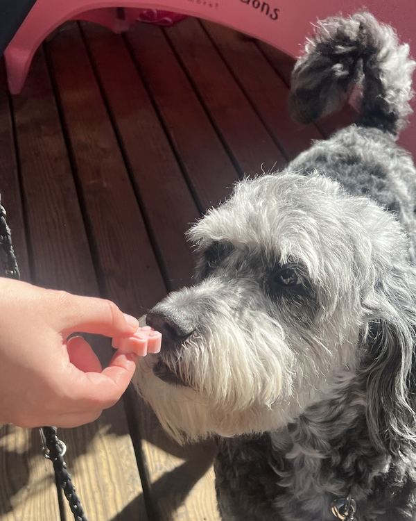 Schnauzer tasting a Chill Pop